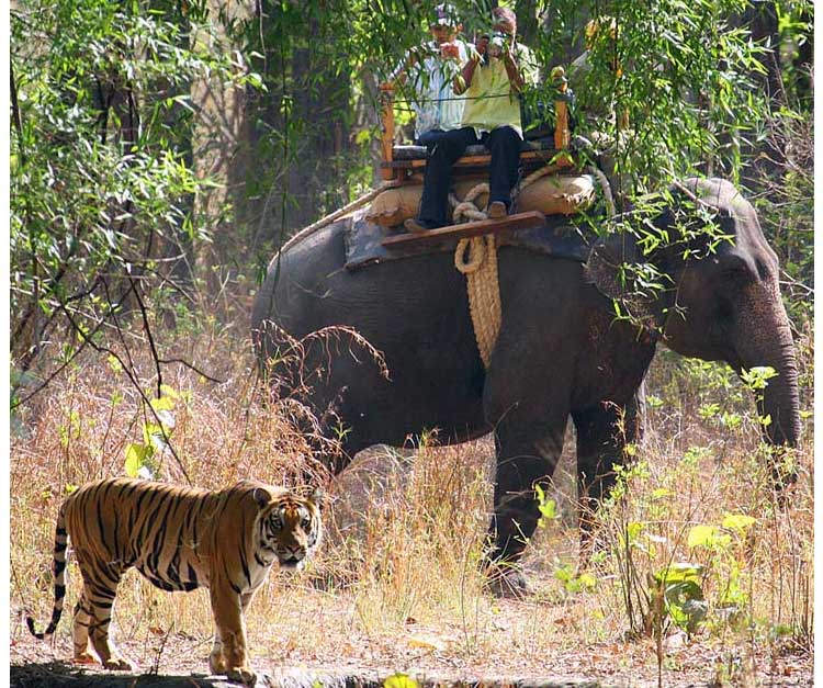 About Us | Jim Corbett National Park